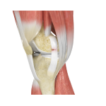 Ligament Injuries